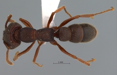 Amblyopone reclinata Mayr, 1879 dorsal