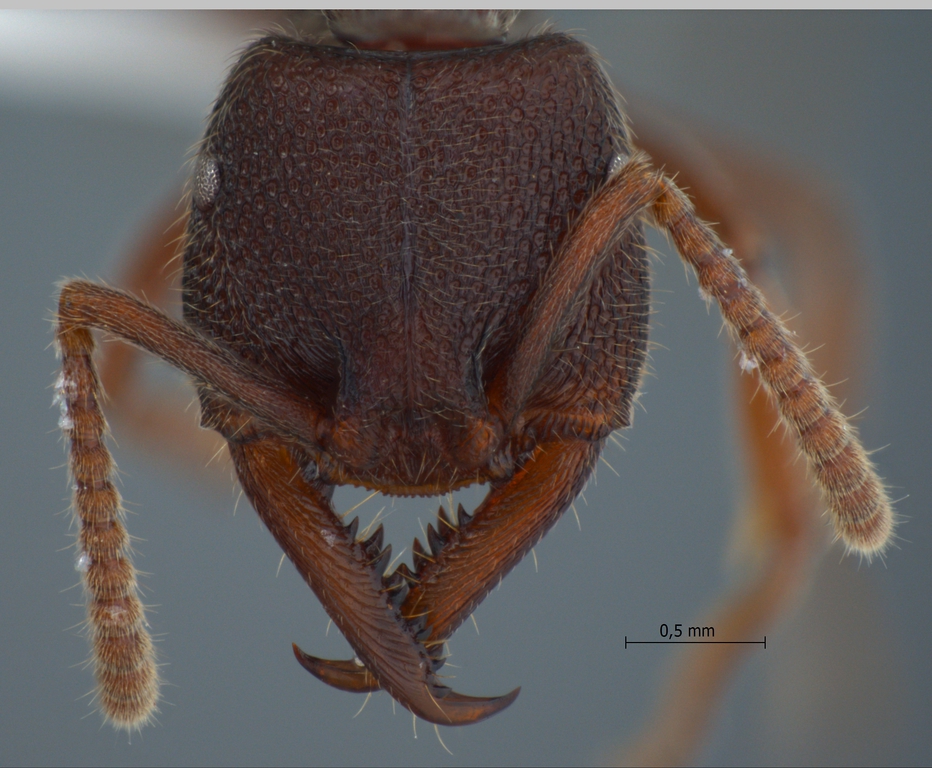 Foto Amblyopone reclinata Mayr, 1879 frontal