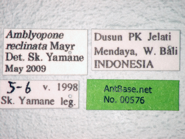 Foto Amblyopone reclinata Mayr, 1879 Label