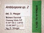 Amblyopone sp. 2 Label