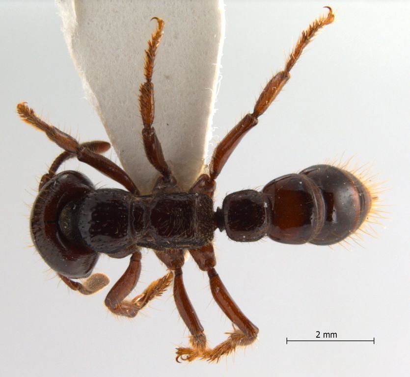 Foto Myopopone castanea Smith, 1860 dorsal