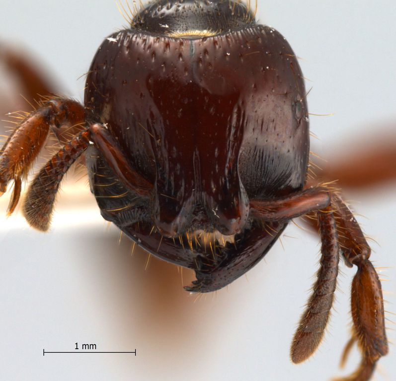 Foto Myopopone castanea Smith, 1860 frontal