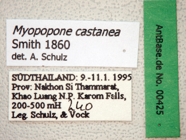 Foto Myopopone castanea Smith, 1860 Label