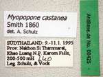 Myopopone castanea Smith, 1860 Label