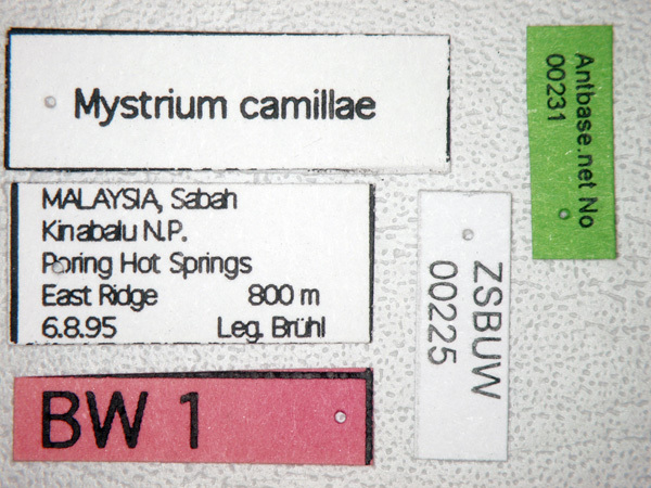 Foto Mystrium camillae Emery,1889 Label