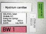 Mystrium camillae Emery,1889 Label