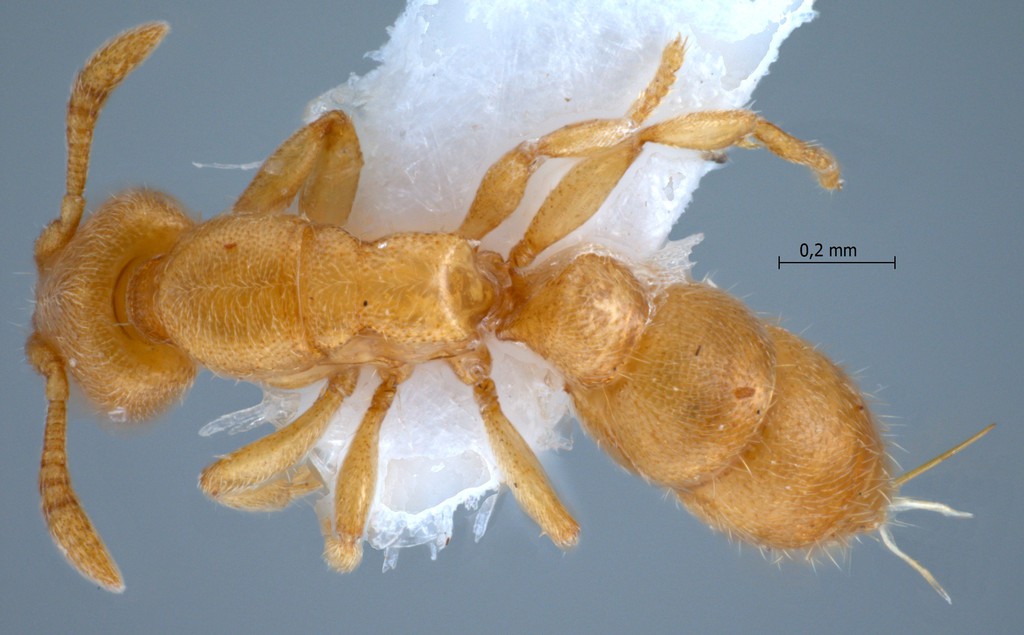 Foto Prionopelta kraepelini Forel, 1905 dorsal