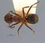 Dolichoderus affinis Emery, 1889 dorsal