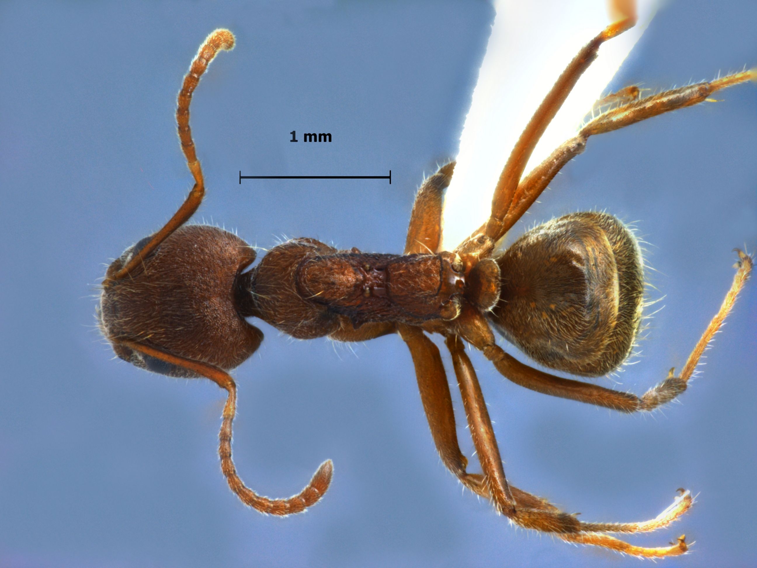 Foto Dolichoderus affinis Emery, 1889 dorsal