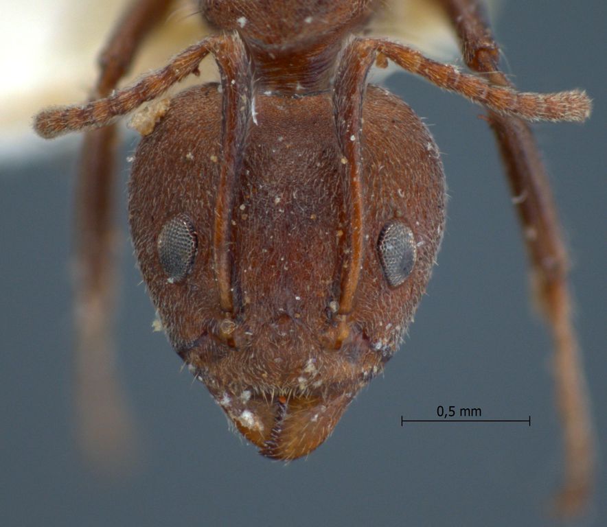 Foto Dolichoderus affinis Emery, 1889 frontal