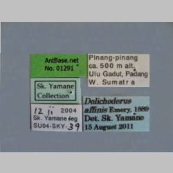 Dolichoderus affinis Emery, 1889 Label