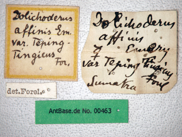 Foto Dolichoderus affinis Emery, 1889 Label
