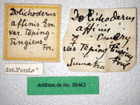 Dolichoderus affinis Emery, 1889 Label