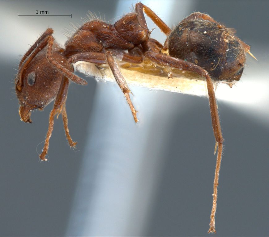 Foto Dolichoderus affinis Emery, 1889 lateral