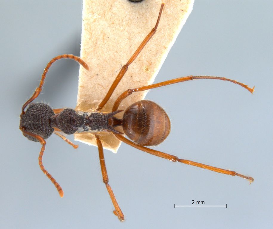 Foto Dolichoderus beccarii Emery, 1887 dorsal