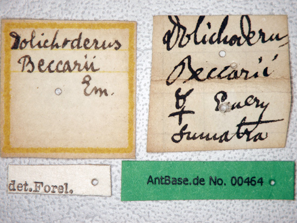 Foto Dolichoderus beccarii Emery, 1887 Label