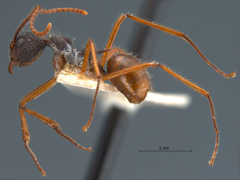 Foto Dolichoderus beccarii Emery, 1887 lateral