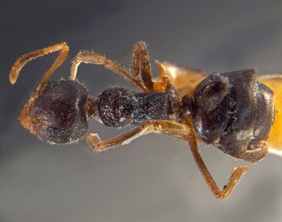 Foto Dolichoderus bituberculatus Mayr, 1862 dorsal