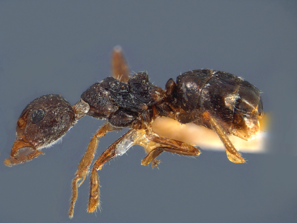 Foto Dolichoderus bituberculatus Mayr, 1862 lateral