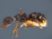 Dolichoderus bituberculatus Mayr, 1862 lateral