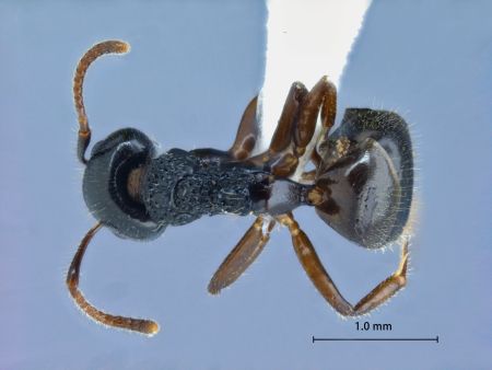 Dolichoderus butteli Forel, 1913 dorsal