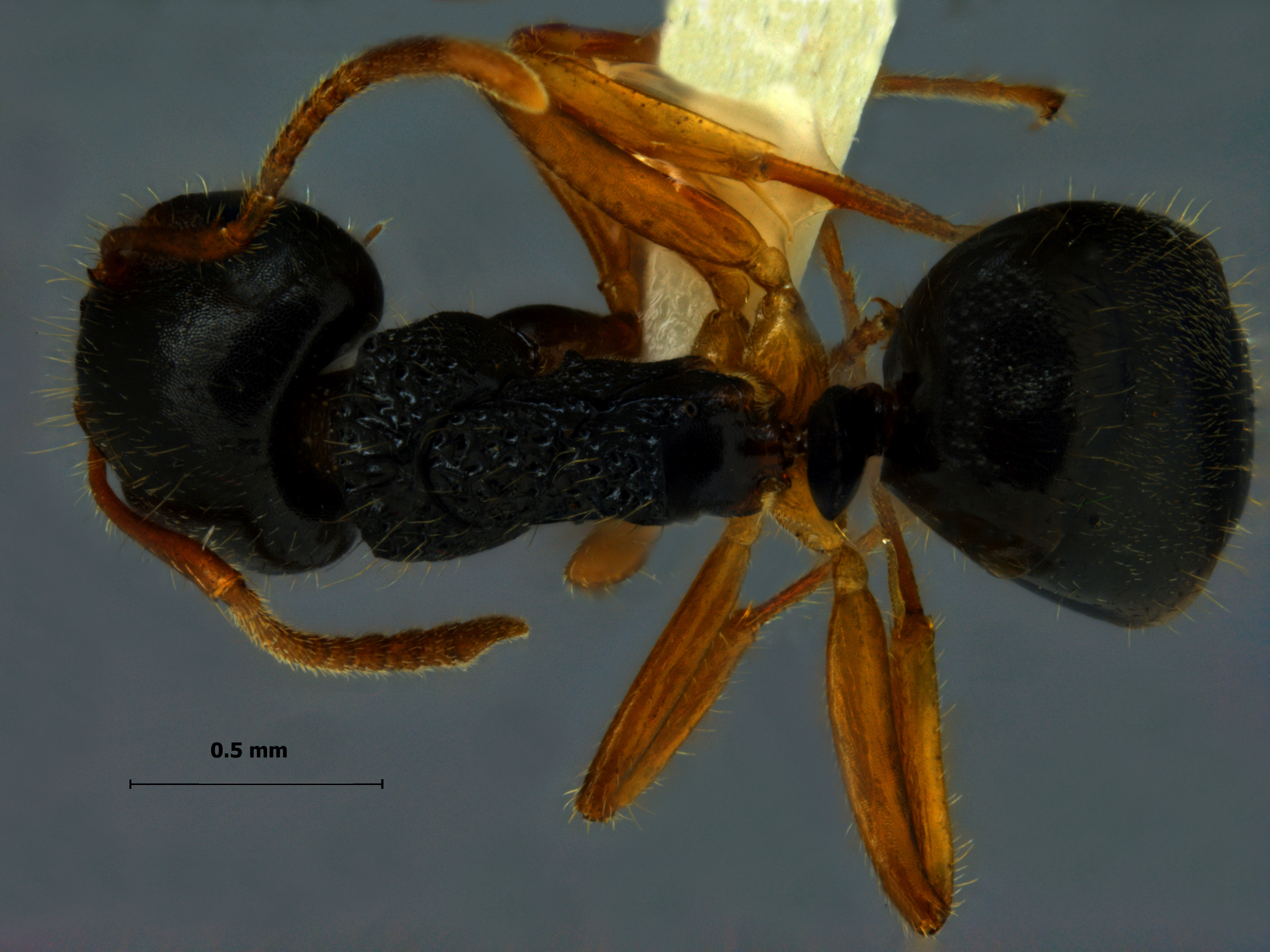 Foto Dolichoderus carbonarius Emery, 1895 dorsal