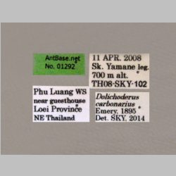 Dolichoderus carbonarius Emery, 1895 Label