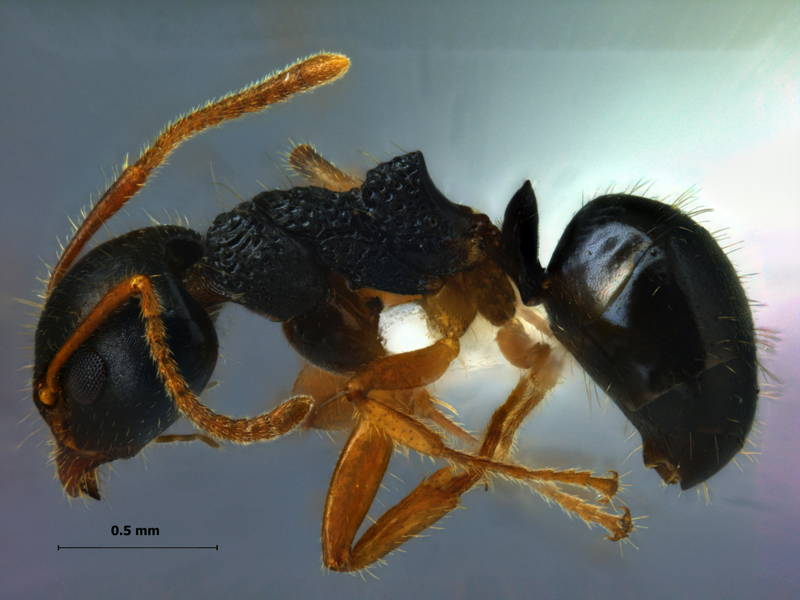 Foto Dolichoderus carbonarius Emery, 1895 lateral