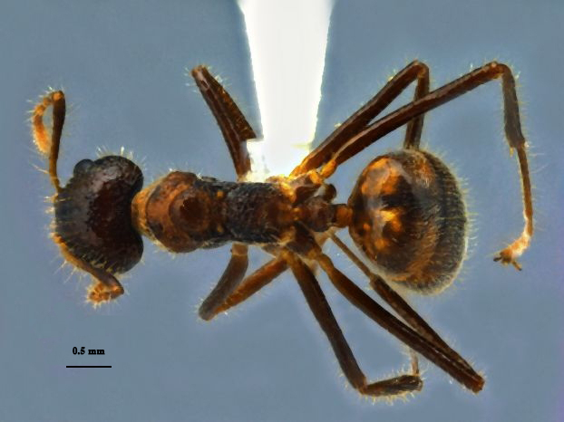 Dolichoderus patens Mayr, 1870 dorsal