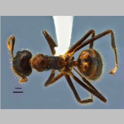 Dolichoderus patens Mayr, 1870 dorsal