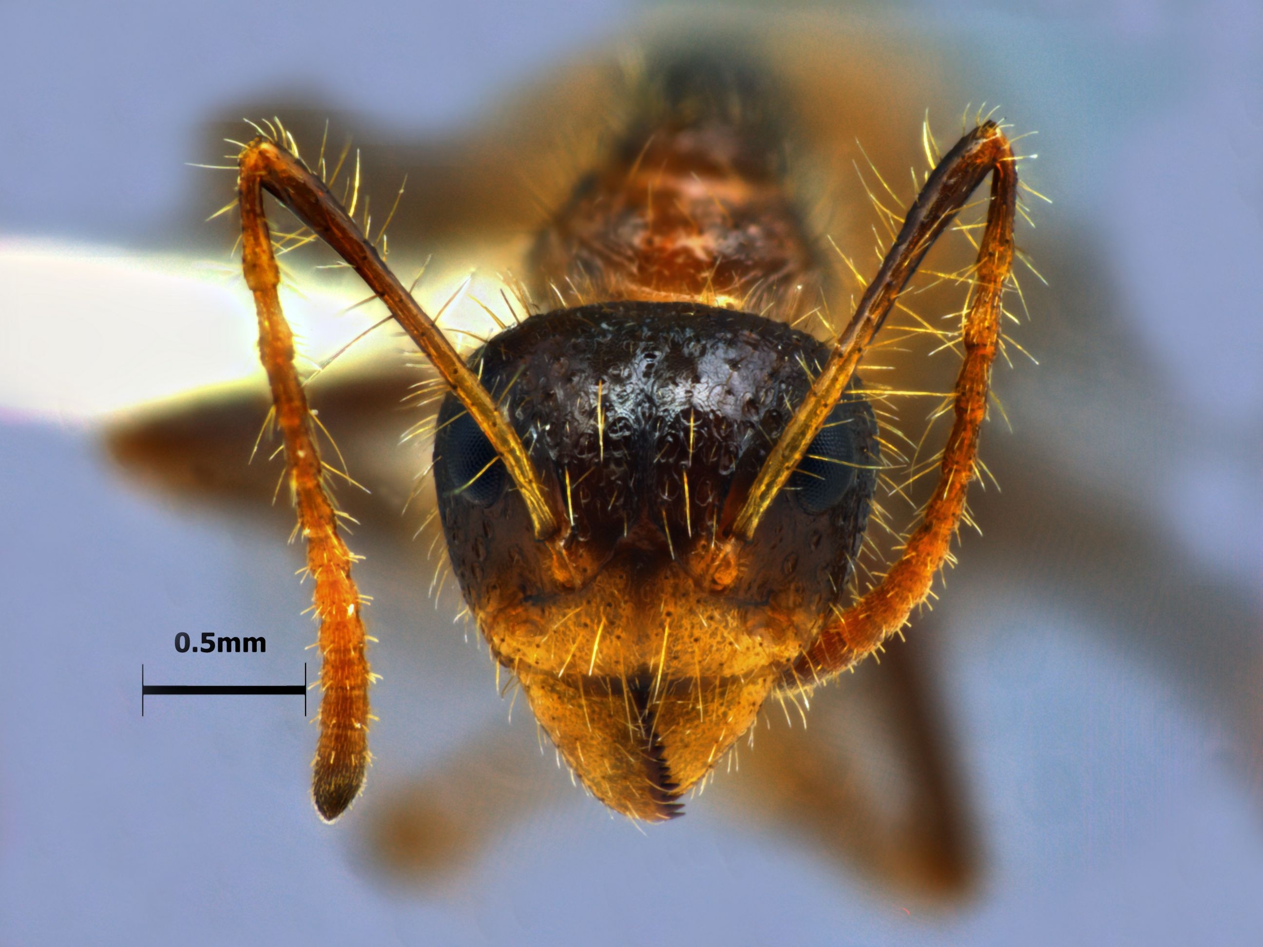 Foto Dolichoderus patens Mayr, 1870 frontal