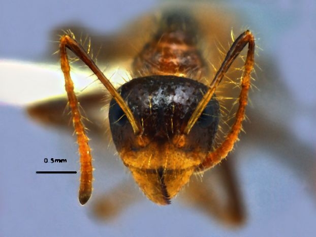 Dolichoderus patens Mayr, 1870 frontal