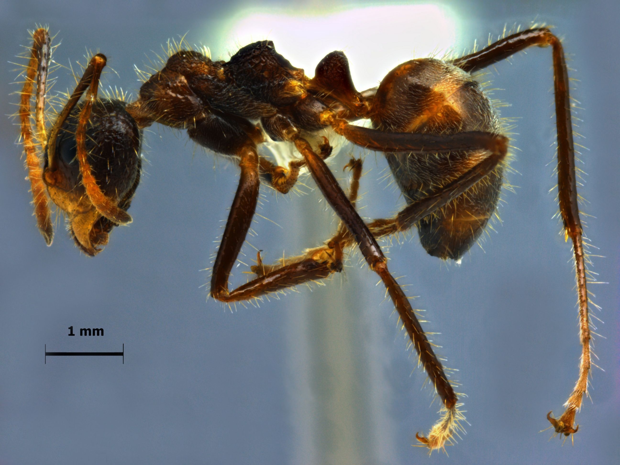 Foto Dolichoderus patens Mayr, 1870 lateral