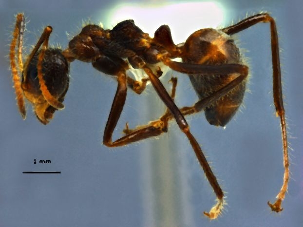 Dolichoderus patens Mayr, 1870 lateral