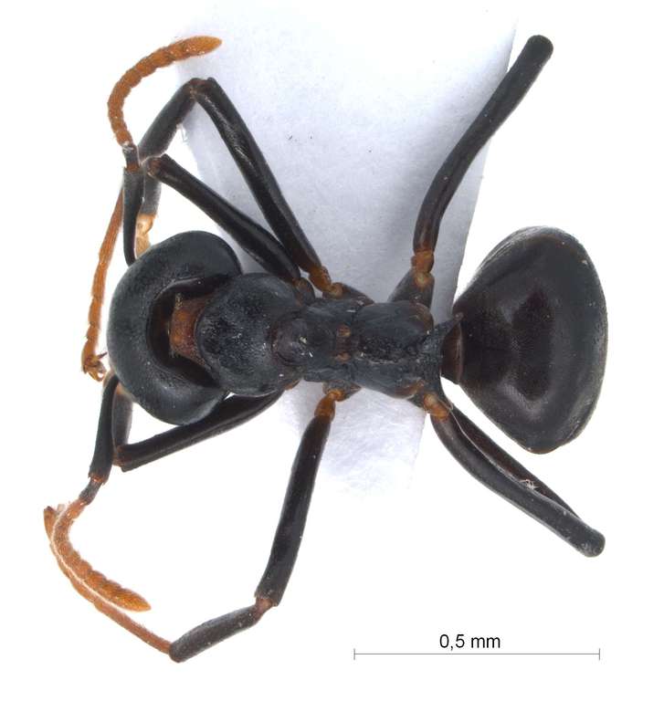 Foto Dolichoderus coniger Mayr, 1870 dorsal