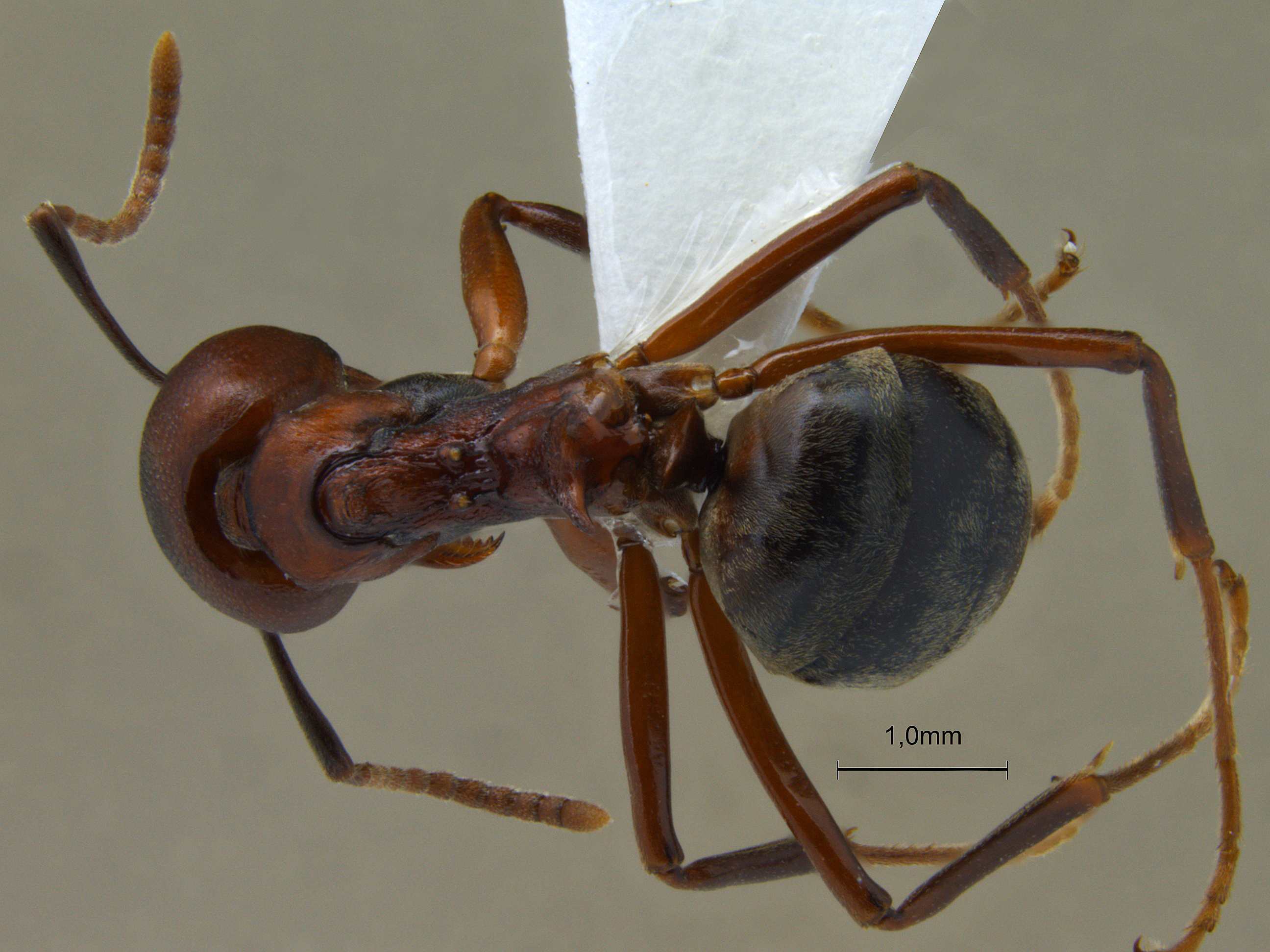 Foto Dolichoderus coniger Mayr, 1870 dorsal