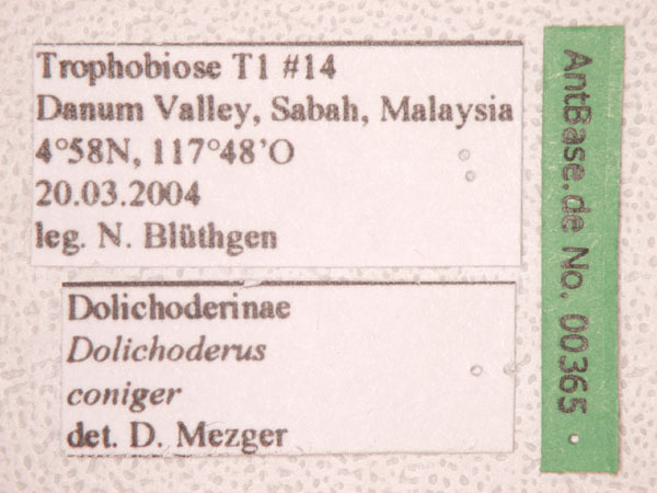 Foto Dolichoderus coniger Mayr, 1870 Label