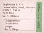 Dolichoderus coniger Mayr, 1870 Label