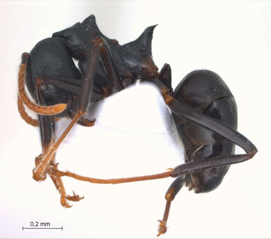 Foto Dolichoderus coniger Mayr, 1870 lateral