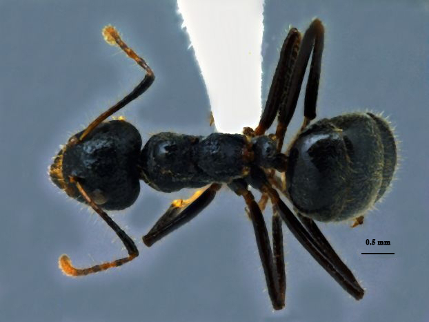 Dolichoderus crawleyi Donisthorpe, 2011 dorsal