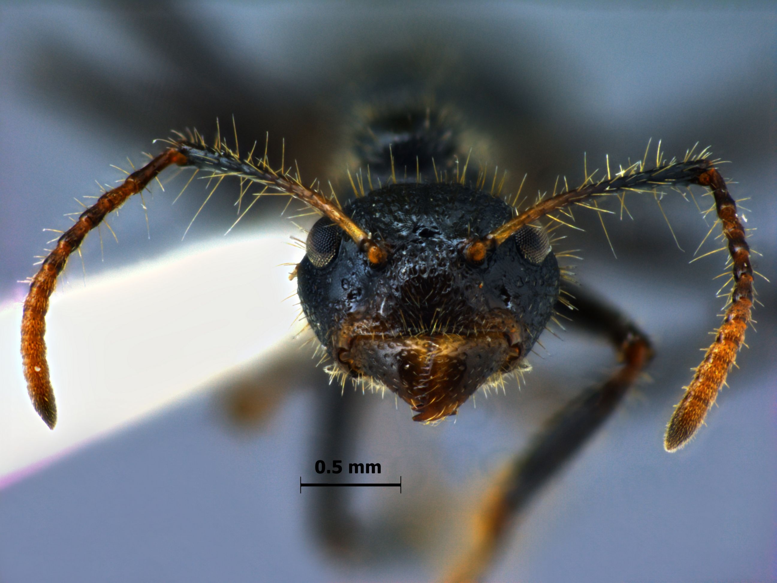 Foto Dolichoderus crawleyi Donisthorpe, 2011 frontal