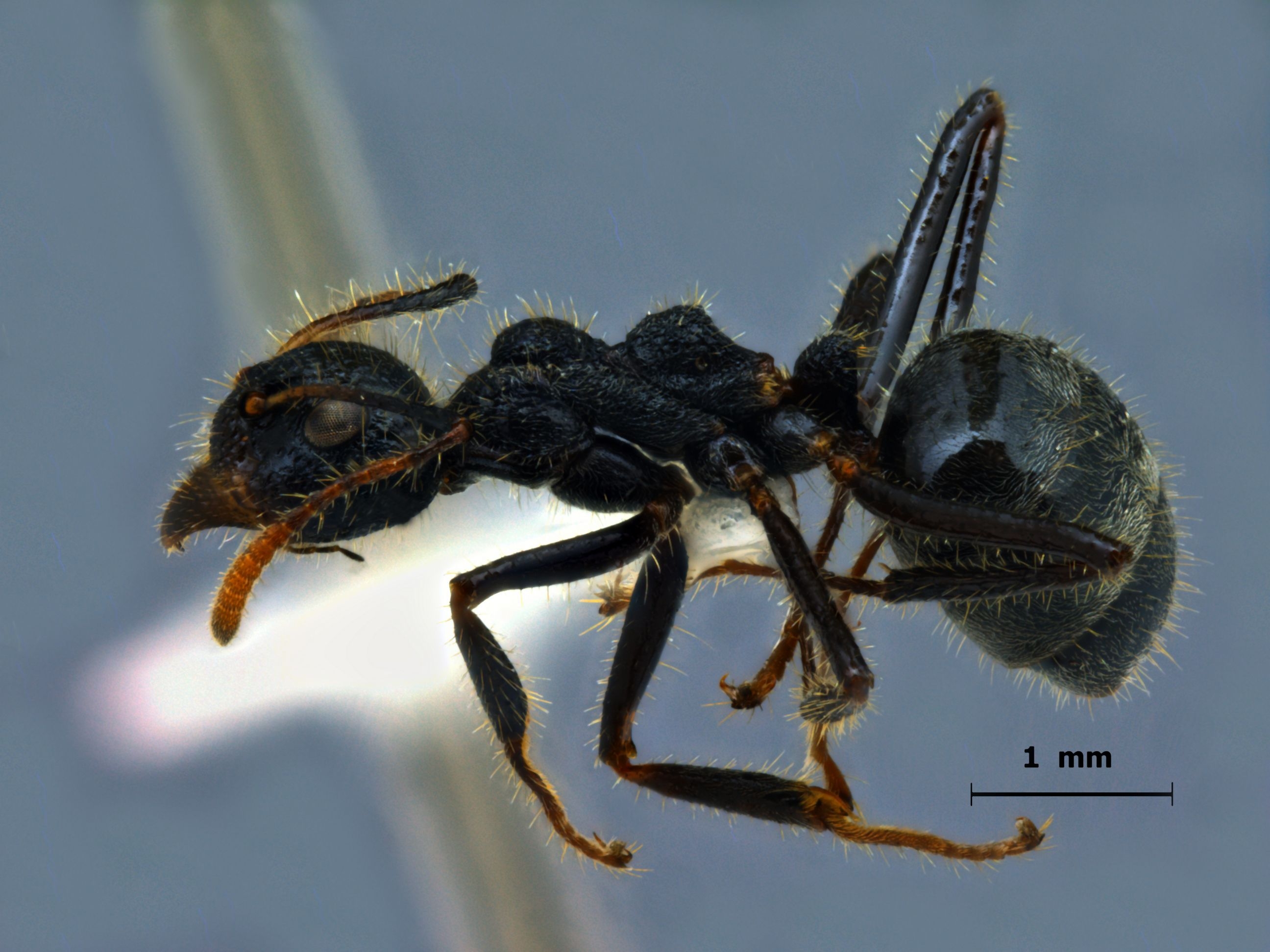 Foto Dolichoderus crawleyi Donisthorpe, 2011 lateral
