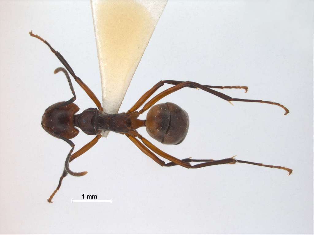 Foto Dolichoderus cuspidatus Smith,1857 dorsal