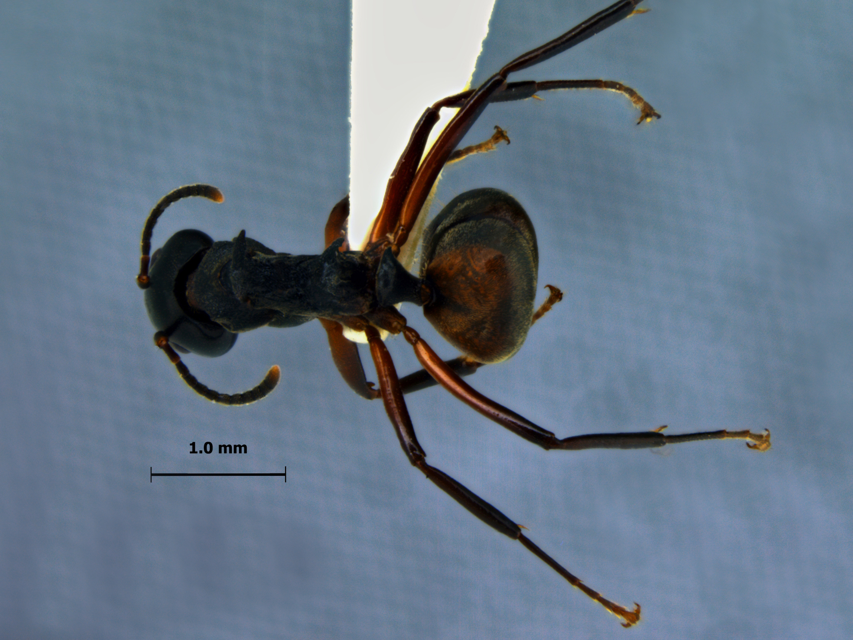 Foto Dolichoderus cuspidatus Smith,1857 dorsal