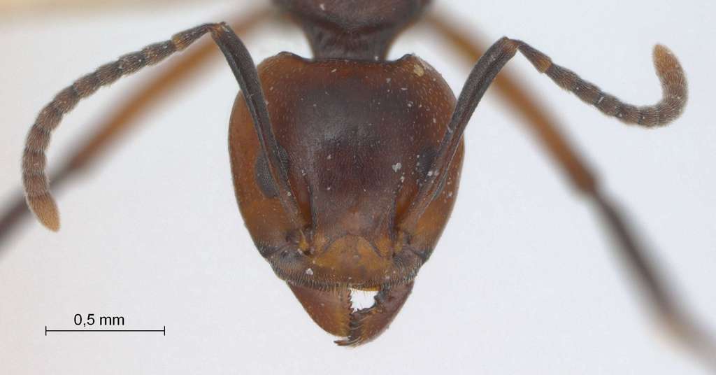 Foto Dolichoderus cuspidatus Smith,1857 frontal