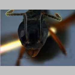 Dolichoderus cuspidatus Smith,1857 frontal