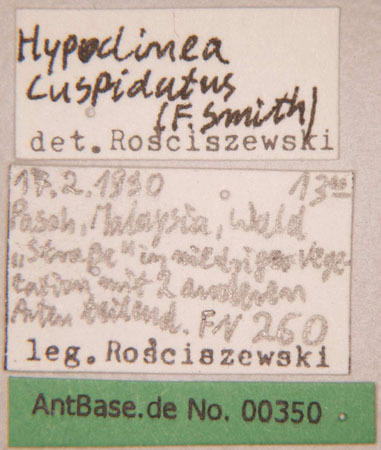 Foto Dolichoderus cuspidatus Smith,1857 Label