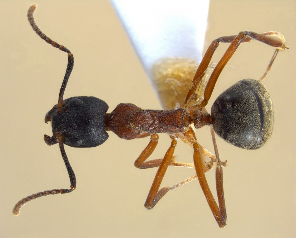 Foto Dolichoderus feae Emery, 1889 dorsal