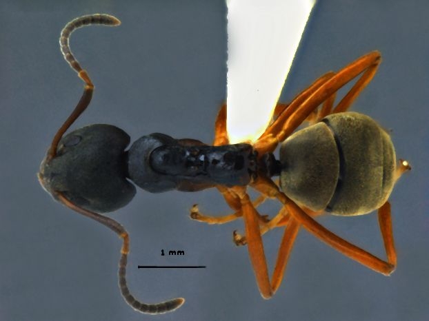 Dolichoderus gibbifer Emery, 1887 dorsal