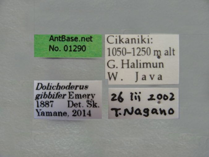 Dolichoderus gibbifer Emery, 1887 Label